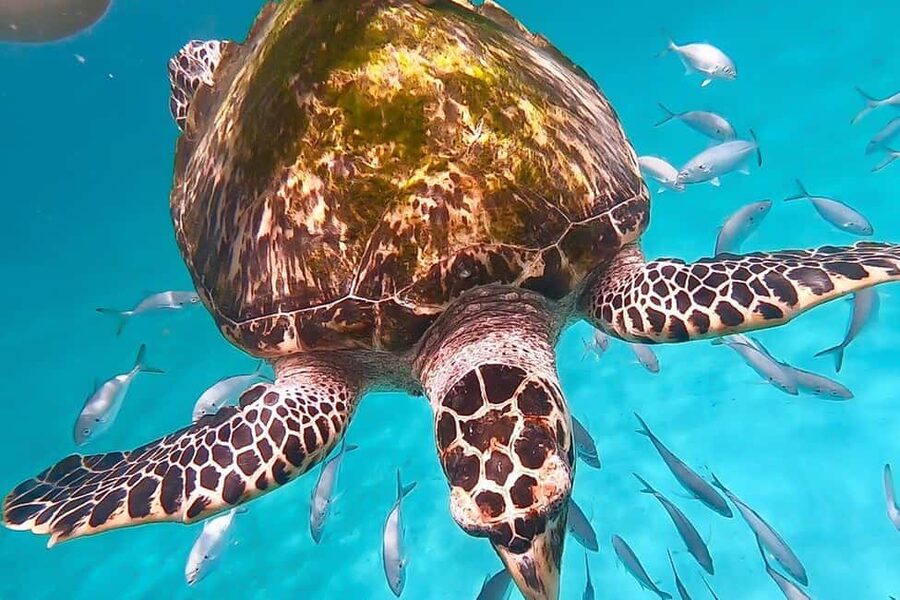 Bridgetown: Carlisle Bay Turtle and Shipwreck Boat Cruise - Carlisle Bay makes a smart short excursion