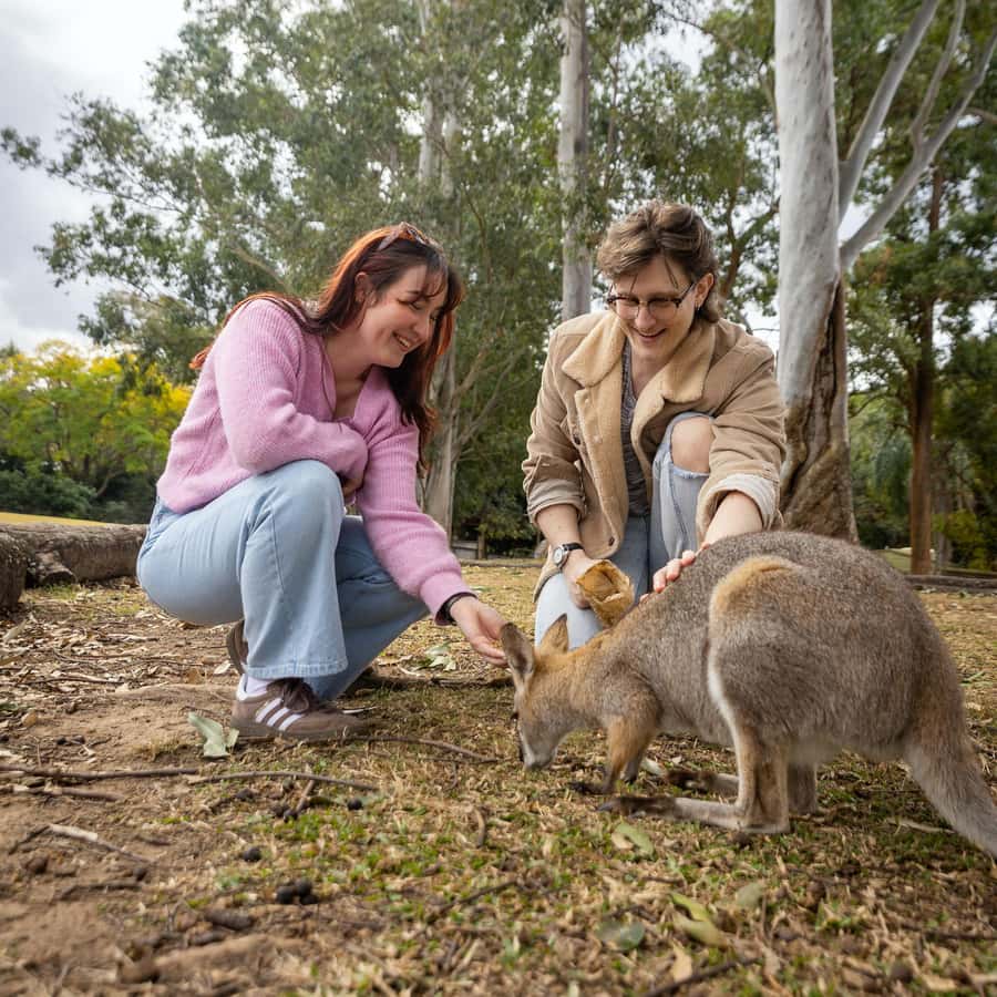 Brisbane River Cruise and Koala Sanctuary Visit - Koalas, kangaroos, and the extra-cost encounter