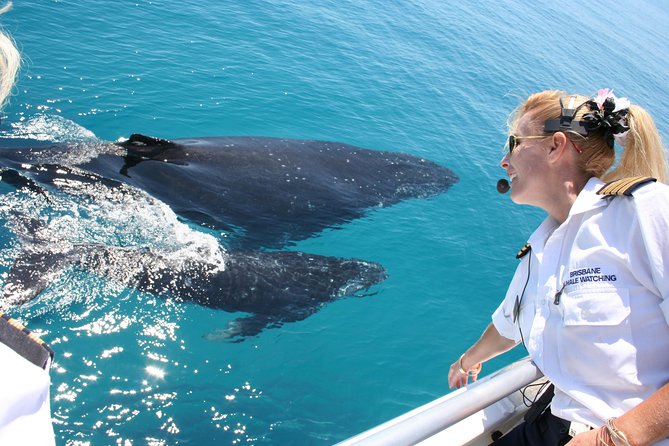 Brisbane Whale Watching Cruise from Redcliffe or Sunshine Coast - Why Moreton Bay is a strong whale-watching choice