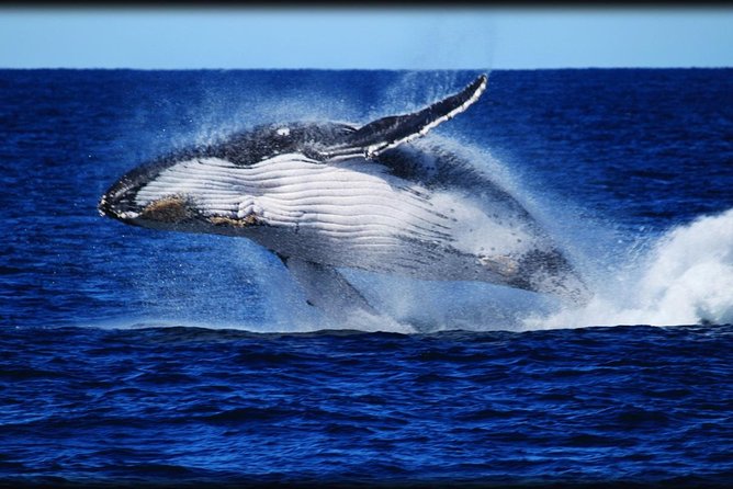 Brisbane Whale Watching Cruise from Redcliffe or Sunshine Coast - Redcliffe departure and the Eye Spy catamaran