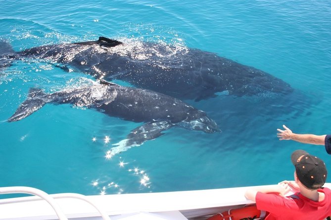 Brisbane Whale Watching Cruise from Redcliffe or Sunshine Coast - Pickup from Brisbane or the Sunshine Coast