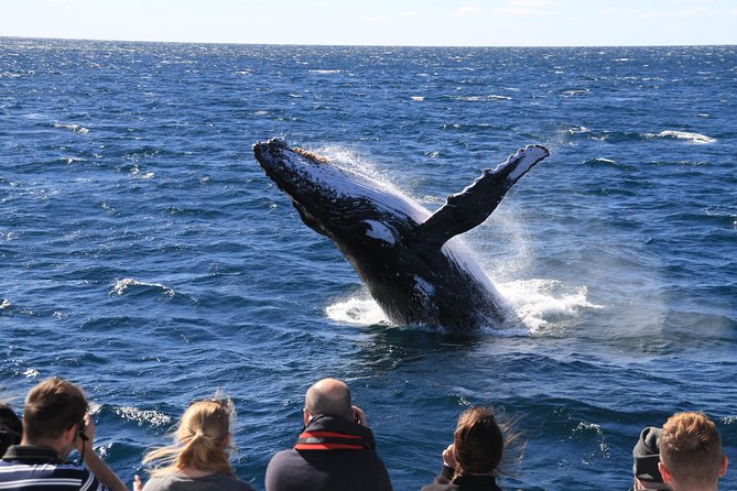Brisbane Whale Watching Cruise from Redcliffe or Sunshine Coast - Is the price of $114.76 fair?