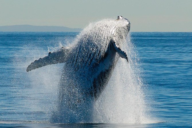 Brisbane Whale Watching Cruise from Redcliffe or Sunshine Coast - Who should book this cruise?