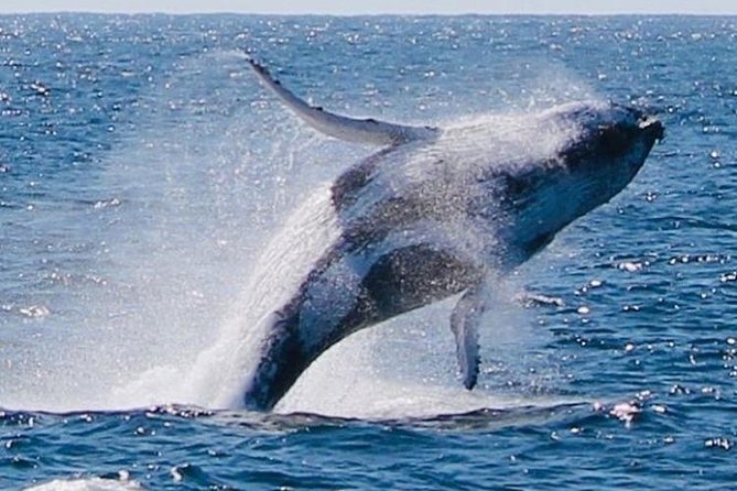 Brisbane Whale Watching Cruise from Redcliffe or Sunshine Coast - My practical verdict