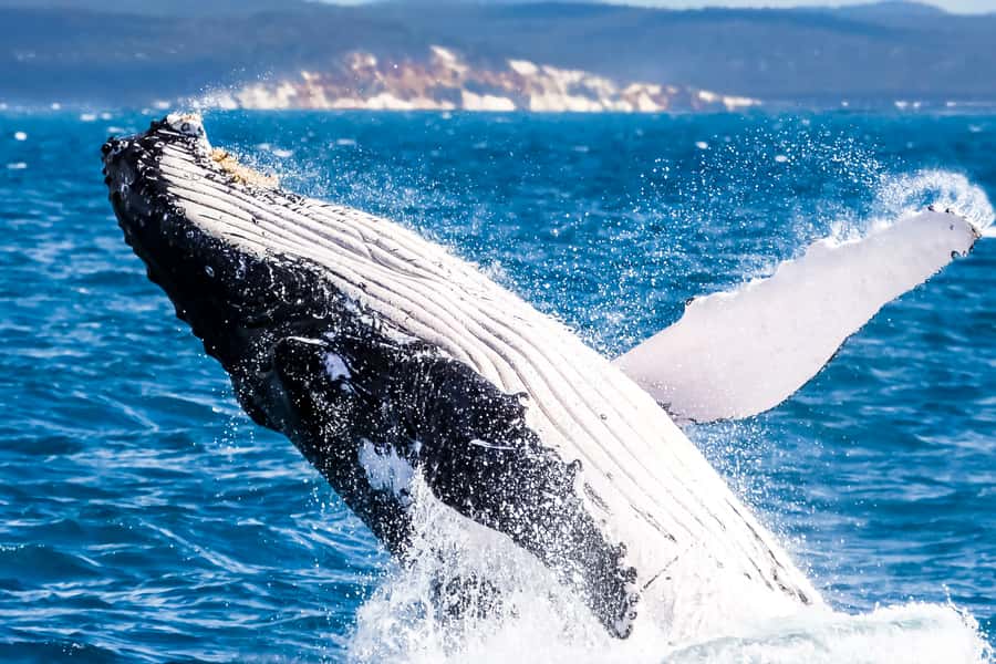 Brisbane: Whale Watching Cruise with Lunch - Key points to know before booking