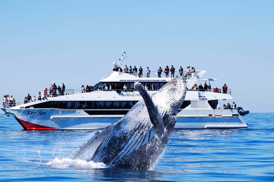 Brisbane: Whale Watching Cruise with Lunch - Captain Kerry and the crew’s role