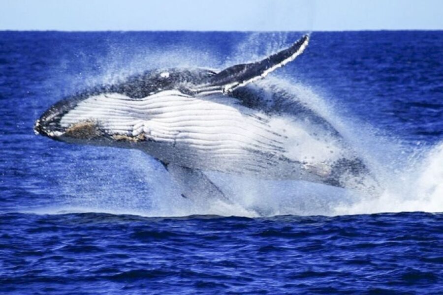 Brisbane: Whale Watching Cruise with Lunch - How the whale-watching time feels