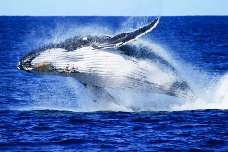 Brisbane: Whale Watching Cruise with Lunch - A five-hour day aboard MV Eye Spy