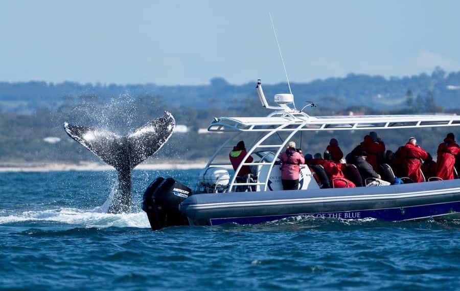 Byron Bay: Whale Watching Cruise with a Marine Biologist - Practical details before you board