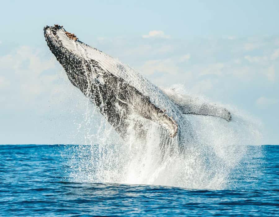 Byron Bay: Whale Watching Cruise with a Marine Biologist - From Ballina’s Richmond River to the whale highway