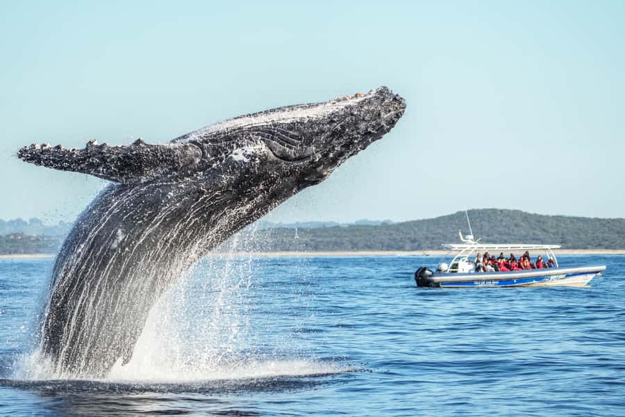 Byron Bay: Whale Watching Cruise with a Marine Biologist - Watching humpbacks in Cape Byron Marine Park