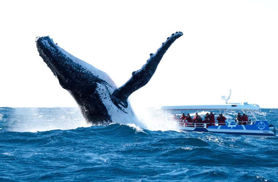 Byron Bay: Whale Watching Cruise with a Marine Biologist - Hearing the whales beneath the boat