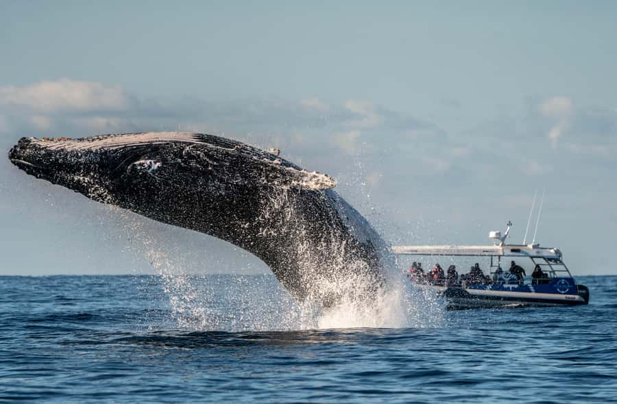 Byron Bay: Whale Watching Cruise with a Marine Biologist - What the $91 price buys you