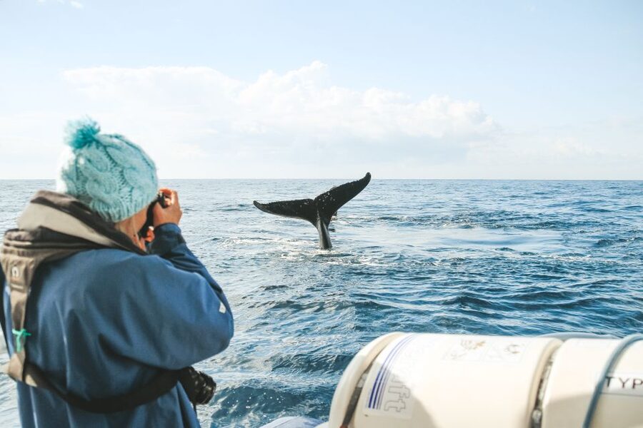 Byron Bay: Whale Watching Cruise with a Marine Biologist - Who should book, and who should think twice