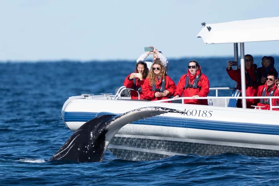 Byron Bay: Whale Watching Cruise with a Marine Biologist - A small boat makes whale watching easier