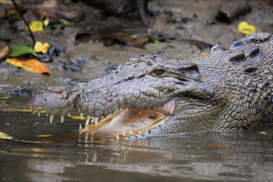 Cairns: Daintree Rainforest Wildlife Experience Cruise - Why this one-hour cruise works