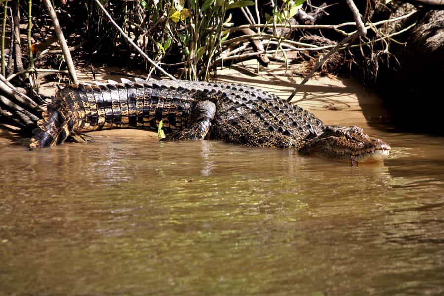 Cairns: Daintree Rainforest Wildlife Experience Cruise - What you see from the boat