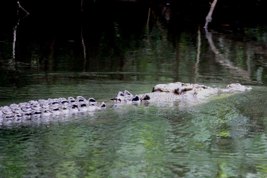 Cairns: Daintree Rainforest Wildlife Experience Cruise - How many crocodiles might you see?