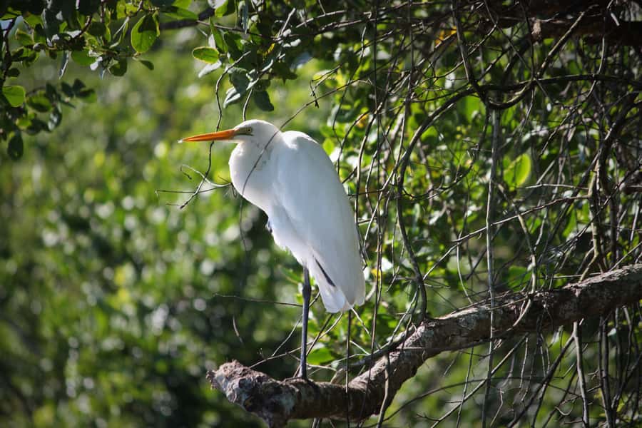 Cairns: Daintree Rainforest Wildlife Experience Cruise - Why the mangroves matter