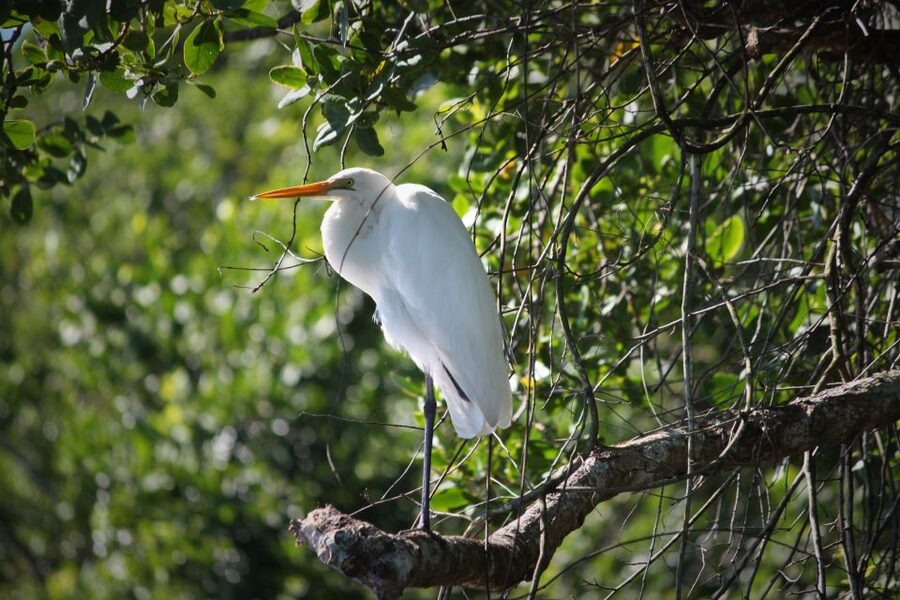Cairns: Daintree Rainforest Wildlife Experience Cruise - Is $24 good value?
