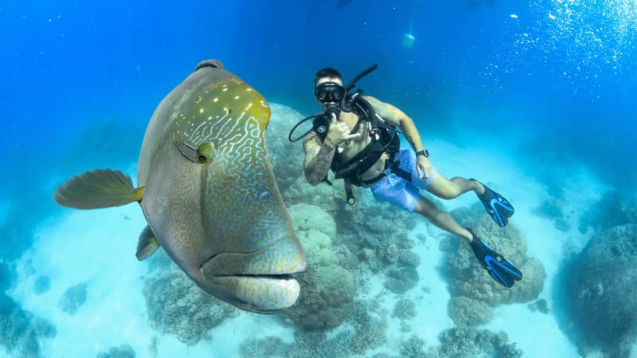 Cairns: Great Barrier Reef Cruise & Scenic Helicopter Flight - From Cairns Marina to Saxon Reef