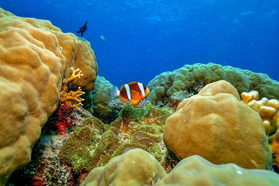 Cairns: Great Barrier Reef Premium Diving Full Day Tour - Two outer reef sites, not a rushed coastal stop