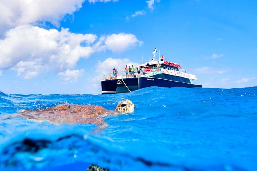 Cairns: Great Barrier Reef Premium Diving Full Day Tour - Who should book this Cairns reef trip?