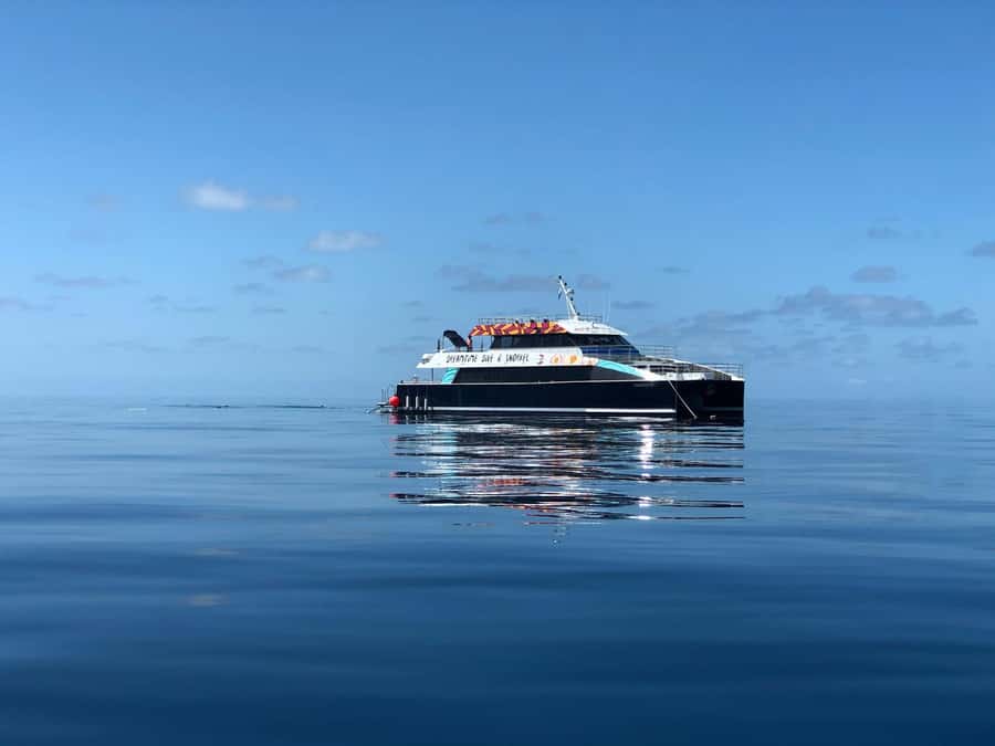 Cairns: Great Barrier Reef Premium Diving Full Day Tour - Snorkeling through coral gardens and fish schools