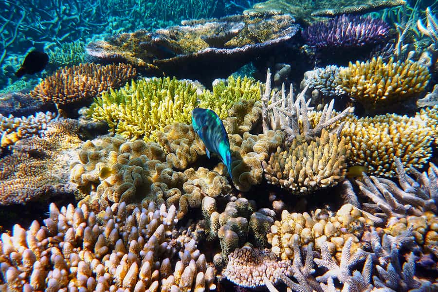Cairns: Outer and Coral Cay Snorkel and Dive Cruise - Wonder Wall: reef life close to the surface