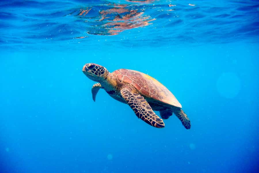 Cairns: Outer and Coral Cay Snorkel and Dive Cruise - Optional scuba with patient instruction
