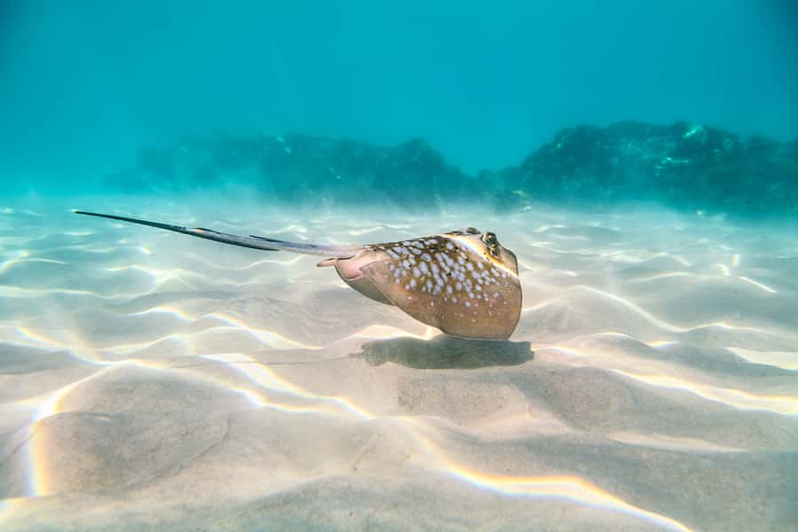 Cairns: Outer and Coral Cay Snorkel and Dive Cruise - Should you book Ocean Freedom from Cairns?