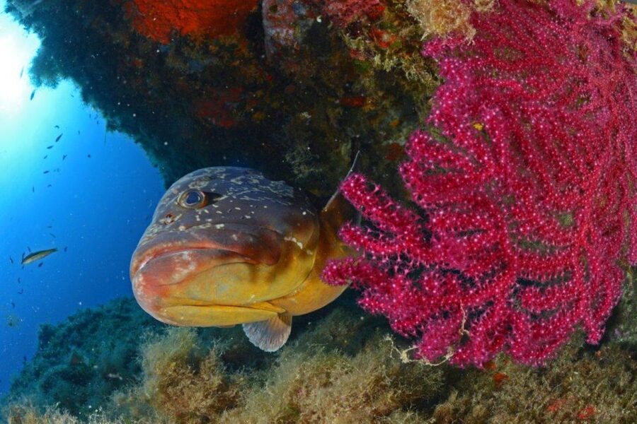 Calvi: Pointe de la Revellata Snorkeling Boat Tour - FAQ