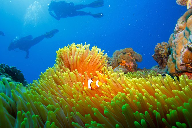 Calypso Outer Great Barrier Reef Cruise from Port Douglas - How the $227.37 price works out