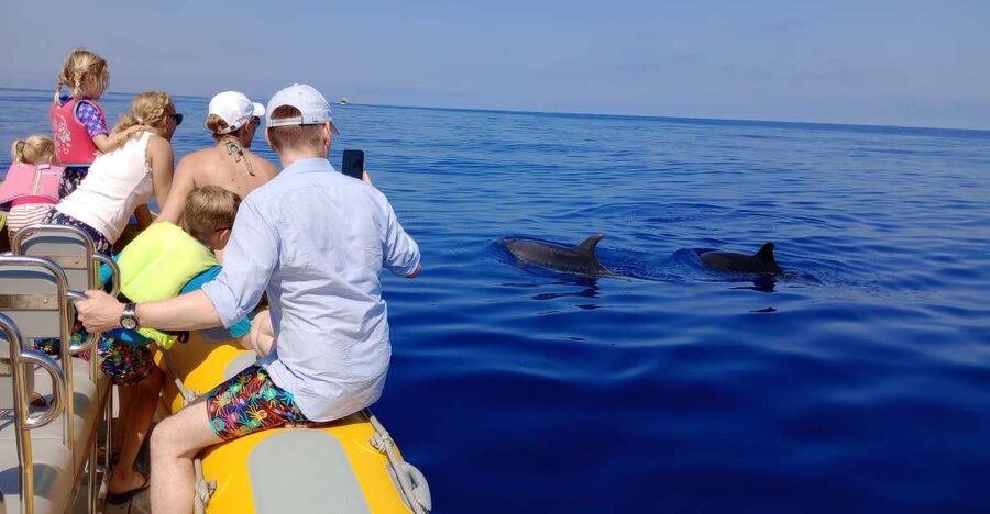 Can Picafort: Dolphin Watching Boat Tour, Swimming stop - Key points to know before booking