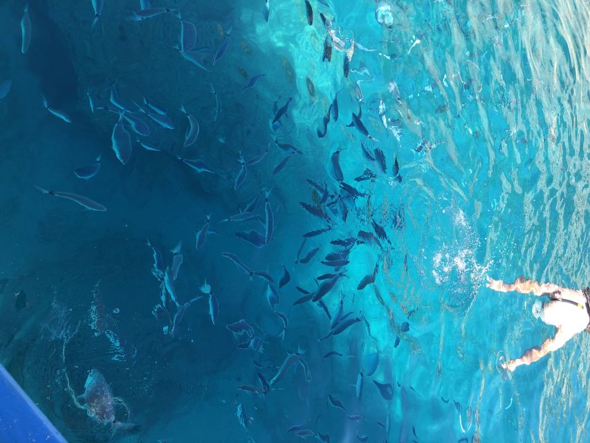Can Picafort: Dolphin Watching Boat Tour, Swimming stop - Why the first morning departure is worth considering