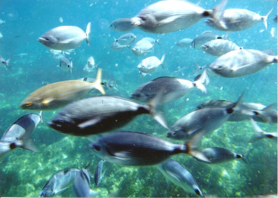 Cap Norfeu: Costa Brava Catamaran Trip with Underwater Views - Beaches and coves along the route