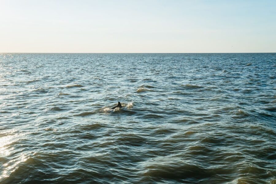 Cape May: Cape May Island Sunset Cruise & Dolphin Watching - Why this Cape May cruise works as an evening plan
