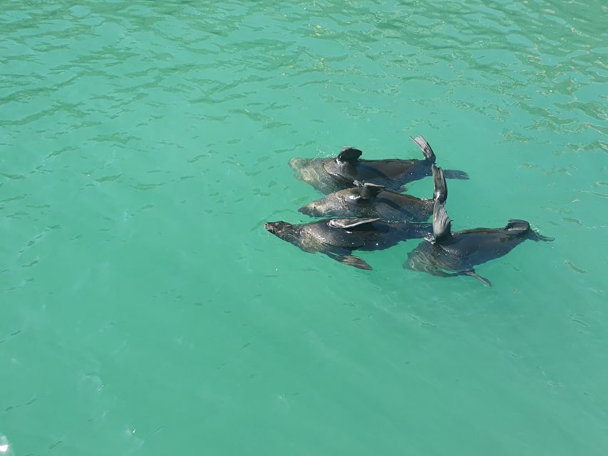 Cape Town: 30 Minute Harbour Boat Cruise with Seal Watching - Looking for seals in the harbour