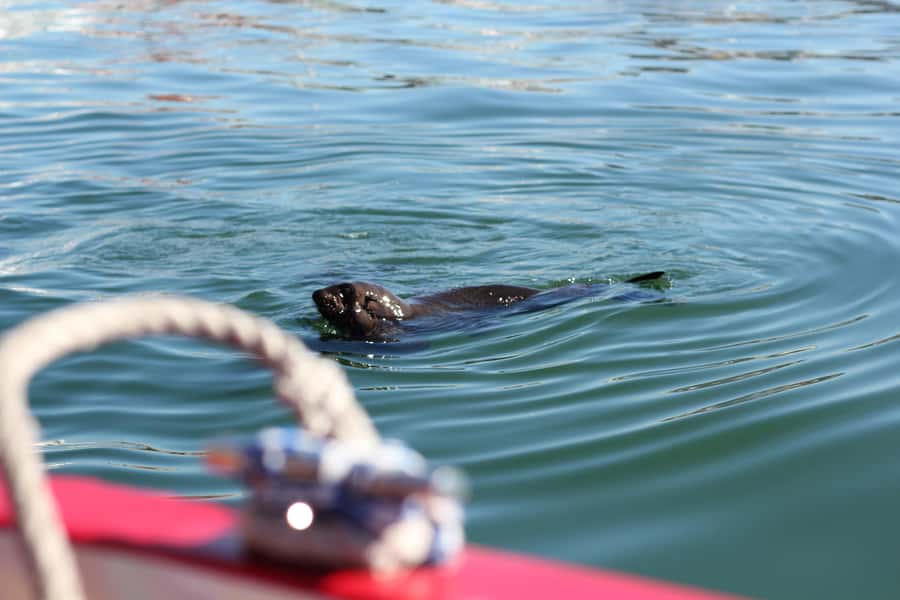 Cape Town: 30 Minute Seal-Watching Harbour Cruise - How to Find the Cape Fur Seals