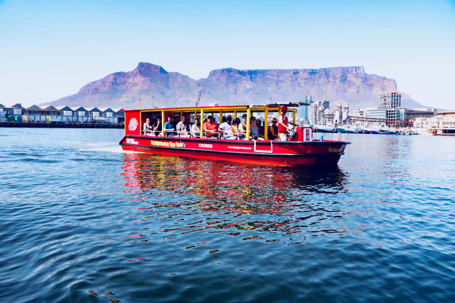 Cape Town: 30 Minute Seal-Watching Harbour Cruise - Is $6 Good Value?
