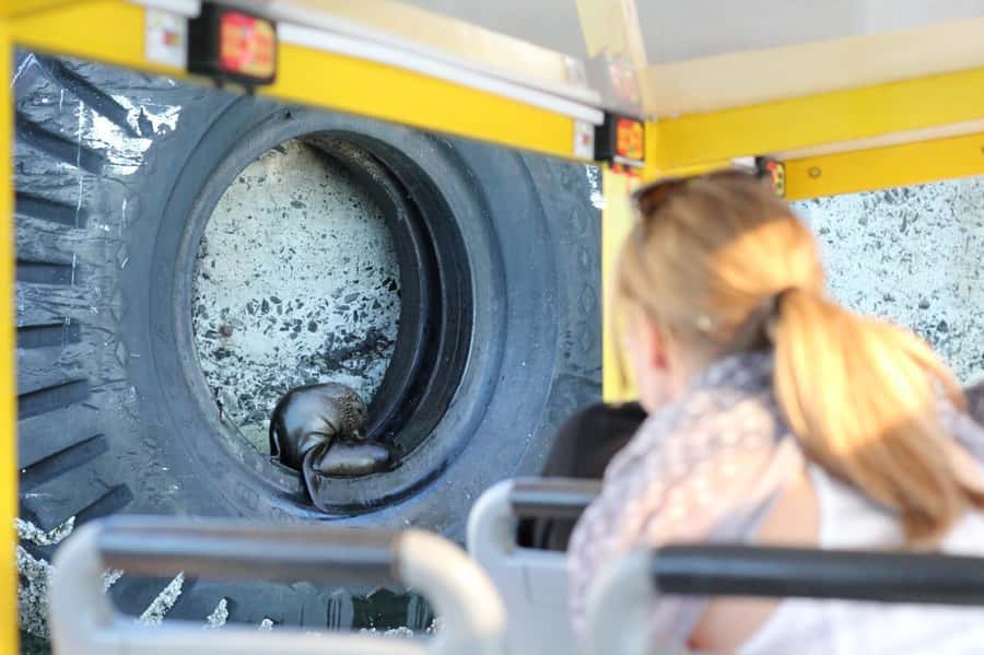 Cape Town: 30 Minute Seal-Watching Harbour Cruise - Practical Details Before You Book