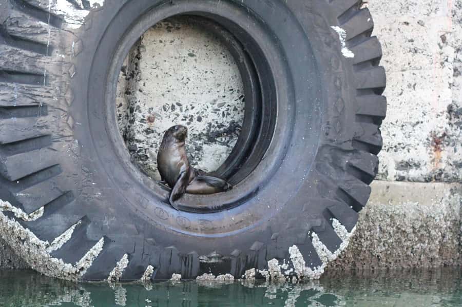Cape Town: 30 Minute Seal-Watching Harbour Cruise - Should You Book the Harbour Cruise?