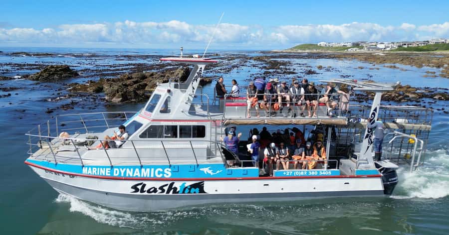 Cape Town: Gansbaai Eco-Friendly Shark Cage Diving Cruise - Getting from Cape Town to Gansbaai