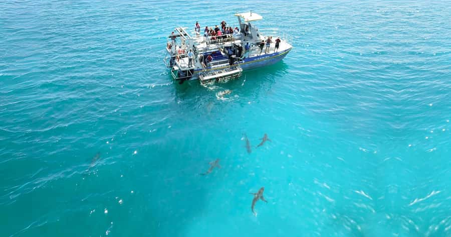 Cape Town: Gansbaai Eco-Friendly Shark Cage Diving Cruise - What the cage encounter actually feels like