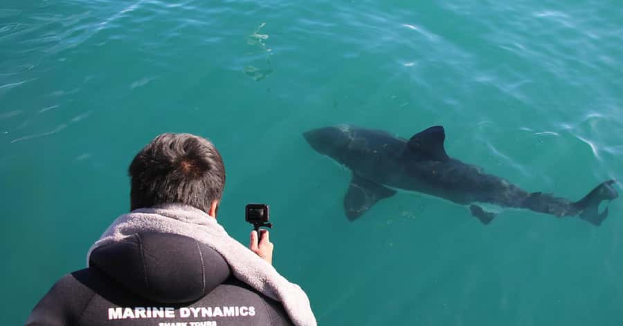 Cape Town: Gansbaai Eco-Friendly Shark Cage Diving Cruise - Bronze whalers, stingrays, seals, and possible surprises