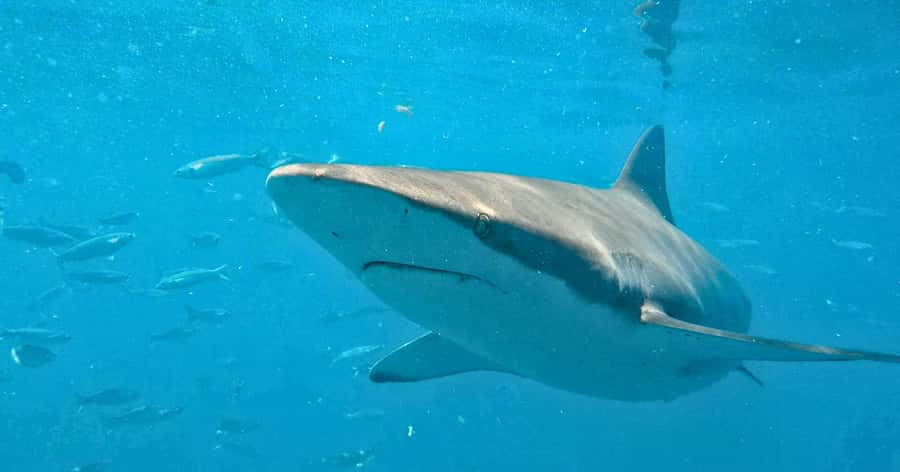 Cape Town: Gansbaai Eco-Friendly Shark Cage Diving Cruise - The Great White House sets the tone