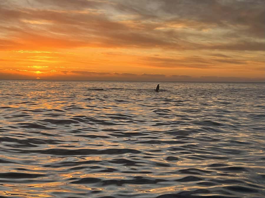Cape Town: Sunset Cruise from V&A Waterfront with Bubbly - Table Bay and the first sunset views