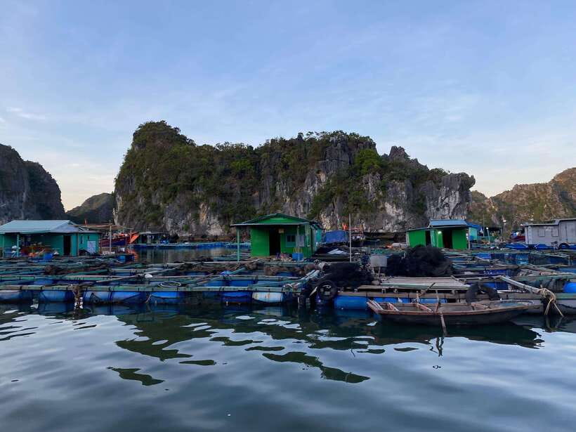 Cat Ba : Lan Ha Bay Bioluminescent Plankton Kayak Boat Tour - Why the plankton makes this Cat Ba tour special