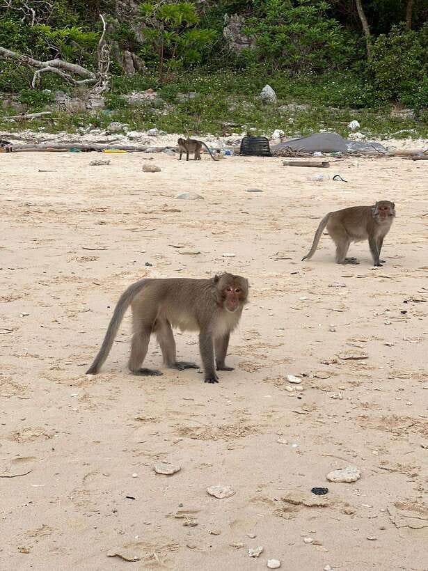 Cat Ba : Lan Ha Bay Bioluminescent Plankton Kayak Boat Tour - Monkey Island, beach time, and a rough little climb