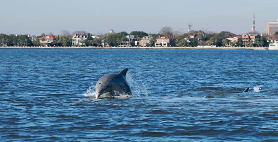 Charleston: Daytime or Sunset Historic Harbor Cruise - Key Points to Know Before You Board